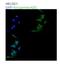 Adducin 3 antibody, NBP1-79784, Novus Biologicals, Immunocytochemistry image 