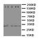 E2F Transcription Factor 6 antibody, LS-C312953, Lifespan Biosciences, Western Blot image 