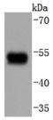 GATA binding protein 3 antibody, NBP2-67496, Novus Biologicals, Western Blot image 