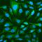 2'-5'-Oligoadenylate Synthetase 3 antibody, A05032-1, Boster Biological Technology, Immunofluorescence image 