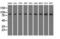 HID1 Domain Containing antibody, LS-C115310, Lifespan Biosciences, Western Blot image 