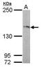 Ras Protein Specific Guanine Nucleotide Releasing Factor 2 antibody, GTX108588, GeneTex, Western Blot image 