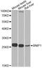 BCL2 Interacting Protein 1 antibody, A7263, ABclonal Technology, Western Blot image 
