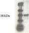 Caldesmon 1 antibody, AP55050PU-N, Origene, Western Blot image 