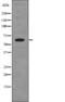Bifunctional polynucleotide phosphatase/kinase antibody, abx217835, Abbexa, Western Blot image 