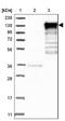 Erythrocyte Membrane Protein Band 4.1 Like 3 antibody, NBP1-89372, Novus Biologicals, Western Blot image 