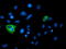 Probable Xaa-Pro aminopeptidase 3 antibody, TA503349, Origene, Immunofluorescence image 