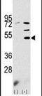 Pyruvate Dehydrogenase Kinase 3 antibody, PA5-13775, Invitrogen Antibodies, Western Blot image 