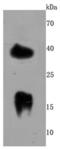 Lymphocyte antigen 6A-2/6E-1 antibody, NBP2-66939, Novus Biologicals, Western Blot image 