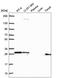 Homeobox protein GBX-2 antibody, HPA067809, Atlas Antibodies, Western Blot image 