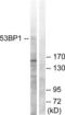 Tumor Protein P53 Binding Protein 1 antibody, LS-C117787, Lifespan Biosciences, Western Blot image 