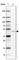ADCYAP Receptor Type I antibody, HPA049877, Atlas Antibodies, Western Blot image 