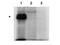 PBIP1 antibody, orb345541, Biorbyt, Western Blot image 