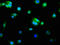 Caspase 9 antibody, CSB-RA004555A0HU, Cusabio, Immunofluorescence image 