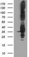 Pyrroline-5-Carboxylate Reductase 2 antibody, TA502144S, Origene, Western Blot image 