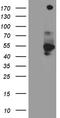 Cas9 antibody, CF811175, Origene, Western Blot image 