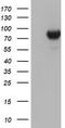 Diacylglycerol Kinase Alpha antibody, TA504069, Origene, Western Blot image 