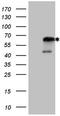 Nuclear Receptor Subfamily 2 Group C Member 2 antibody, TA807229, Origene, Western Blot image 