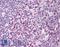 ERCC Excision Repair 3, TFIIH Core Complex Helicase Subunit antibody, LS-B1693, Lifespan Biosciences, Immunohistochemistry frozen image 