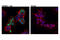Cas9 antibody, 14697S, Cell Signaling Technology, Immunofluorescence image 