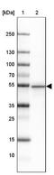 Syndapin 1 antibody, NBP2-33756, Novus Biologicals, Western Blot image 