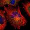 Intestinal Cell Kinase antibody, NBP1-81459, Novus Biologicals, Immunofluorescence image 