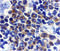 Death Associated Protein Kinase 2 antibody, 2323, ProSci Inc, Immunohistochemistry frozen image 