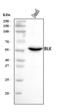 BLK Proto-Oncogene, Src Family Tyrosine Kinase antibody, A01539-4, Boster Biological Technology, Western Blot image 