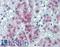 Protein CREG1 antibody, LS-B6187, Lifespan Biosciences, Immunohistochemistry frozen image 