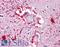 Piwi Like RNA-Mediated Gene Silencing 2 antibody, LS-B4730, Lifespan Biosciences, Immunohistochemistry frozen image 
