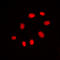 Cell Division Cycle 25C antibody, LS-C353935, Lifespan Biosciences, Immunofluorescence image 