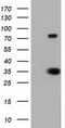 DNA excision repair protein ERCC-1 antibody, LS-C115672, Lifespan Biosciences, Western Blot image 