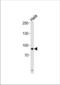 RNF106 antibody, TA325077, Origene, Western Blot image 