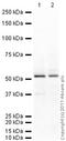 Chromobox 2 antibody, ab80044, Abcam, Western Blot image 