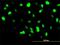 Barrier-to-autointegration factor antibody, H00008815-M07, Novus Biologicals, Immunofluorescence image 