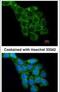 Ribosomal Protein L8 antibody, PA5-27467, Invitrogen Antibodies, Immunofluorescence image 