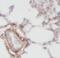 HAUS Augmin Like Complex Subunit 4 antibody, FNab01027, FineTest, Immunohistochemistry frozen image 