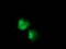 Nudix Hydrolase 6 antibody, TA502342, Origene, Immunofluorescence image 