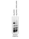 HECT And RLD Domain Containing E3 Ubiquitin Protein Ligase Family Member 6 antibody, A11046, Boster Biological Technology, Western Blot image 