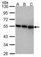 COP9 Signalosome Subunit 2 antibody, NBP1-31481, Novus Biologicals, Western Blot image 