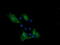 Protocadherin 7 antibody, M09495, Boster Biological Technology, Immunofluorescence image 