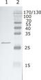 Hrb antibody, MA1-71514, Invitrogen Antibodies, Western Blot image 
