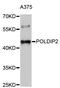 DNA Polymerase Delta Interacting Protein 2 antibody, STJ25040, St John