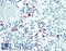 Prg antibody, LS-B15403, Lifespan Biosciences, Immunohistochemistry paraffin image 