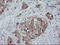 Trafficking Protein Particle Complex 4 antibody, M11629, Boster Biological Technology, Immunohistochemistry paraffin image 