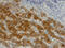 Hspa1 antibody, MAB1663, R&D Systems, Immunohistochemistry paraffin image 
