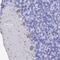 Potassium channel subfamily K member 18 antibody, PA5-60810, Invitrogen Antibodies, Immunohistochemistry frozen image 