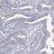 Lebercilin LCA5 antibody, PA5-56049, Invitrogen Antibodies, Immunohistochemistry frozen image 