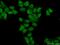 Chromosome 5 Open Reading Frame 24 antibody, 24319-1-AP, Proteintech Group, Immunofluorescence image 