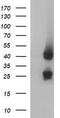 Microfibril Associated Protein 3 antibody, CF506943, Origene, Western Blot image 